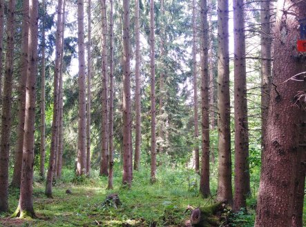 Prodej pozemku, les, 9 268 m²