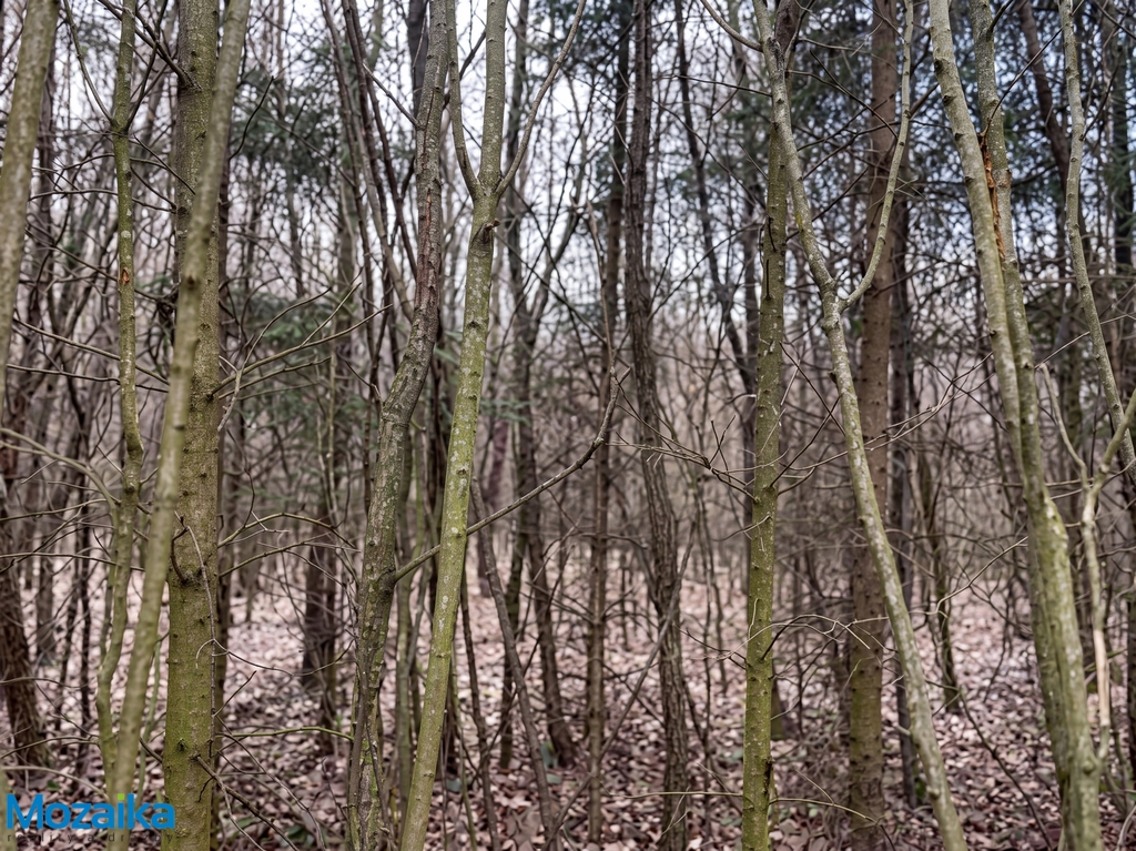 hermanice-les-2.jpg