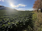 Prodej pozemku, zemědělská půda, 8 551 m²