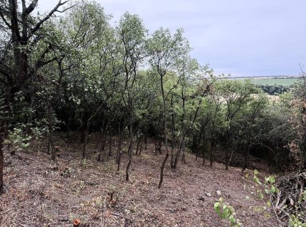 Prodej pozemku, zahrada, 464 m²