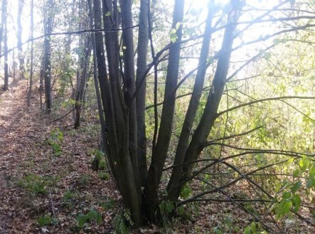 Prodej pozemku, trvalý travní porost, 1 510 m²