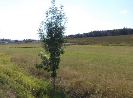 Prodej pozemku, zemědělská půda, 2 383 m²