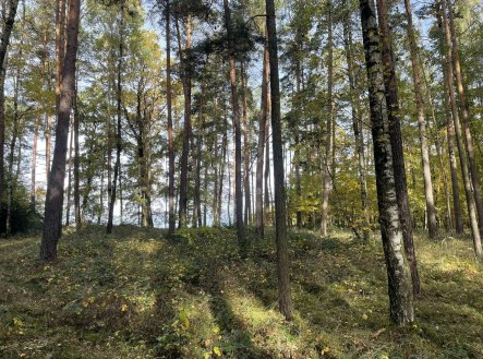 Prodej pozemku, les, 21 899 m²