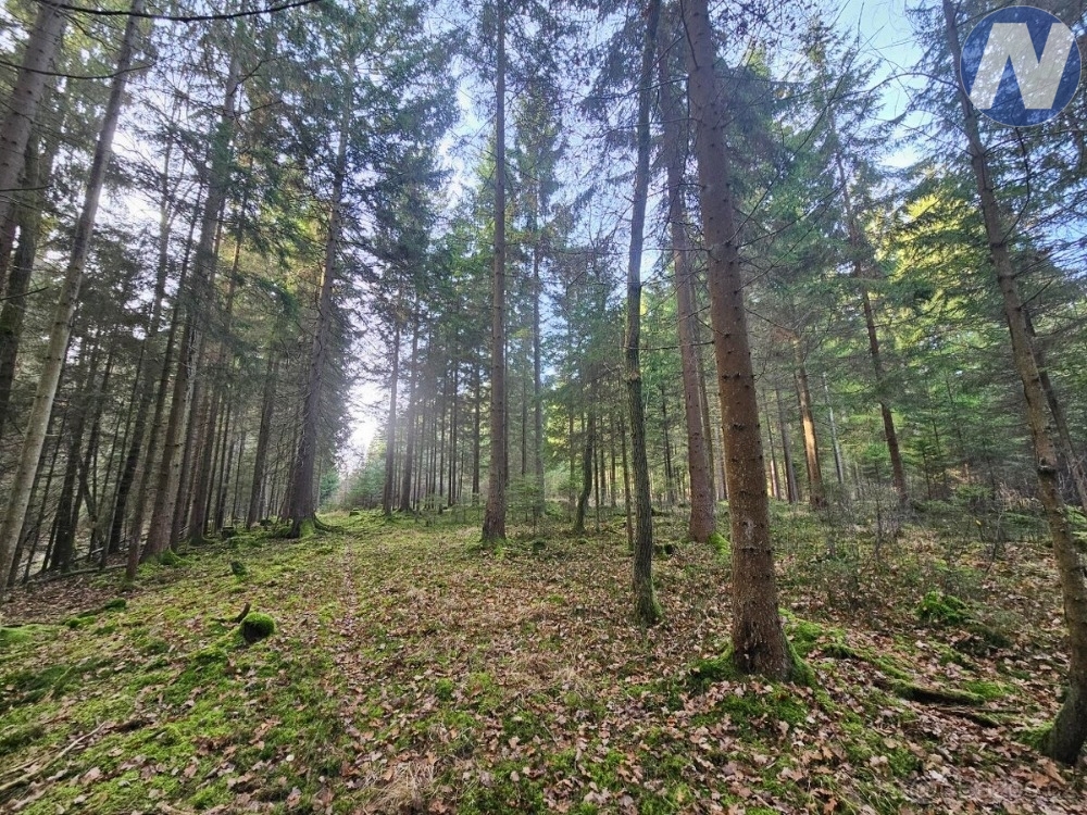 trocnov-1.jpg