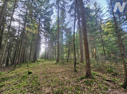 Prodej pozemku, les, 9 174 m²