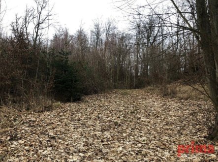 fotografie | Prodej - pozemek, les, 6 037 m²