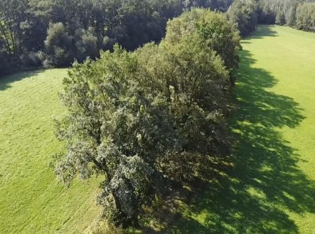 Prodej pozemku, trvalý travní porost, 4 295 m²