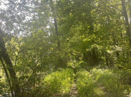 Prodej pozemku, les, 360 000 m²
