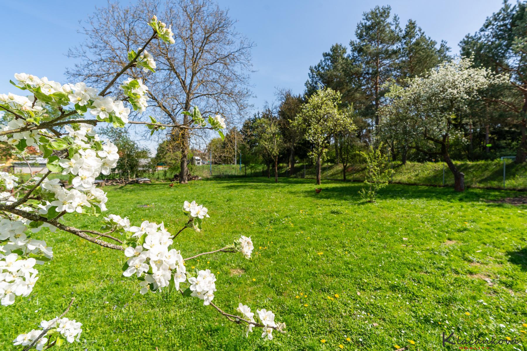 Dana-Klačánková-3.jpg