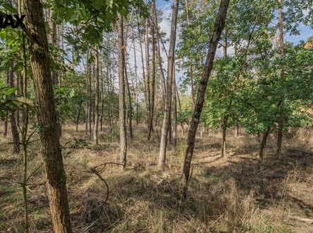 Prodej pozemku, les, 38 473 m²