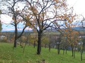 Prodej pozemku, zahrada, 3 492 m²