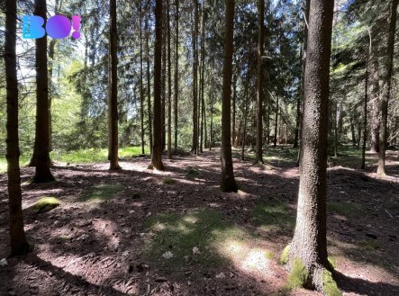Prodej pozemku, les, 43 856 m²