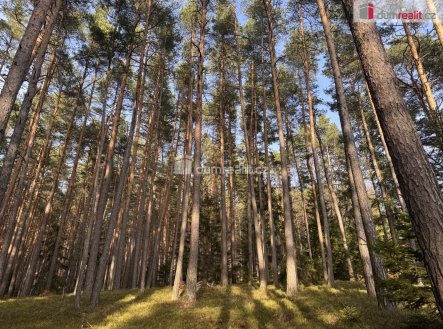 2 | Prodej - pozemek, les, 2 877 m²