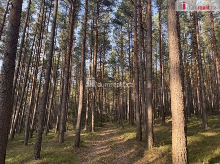 3 | Prodej - pozemek, les, 2 877 m²