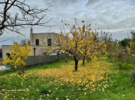 Prodej - pozemek, zahrada, 1 198 m²