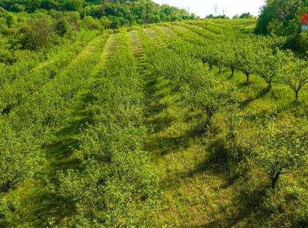 Prodej - pozemek, zemědělská půda, 10 048 m²