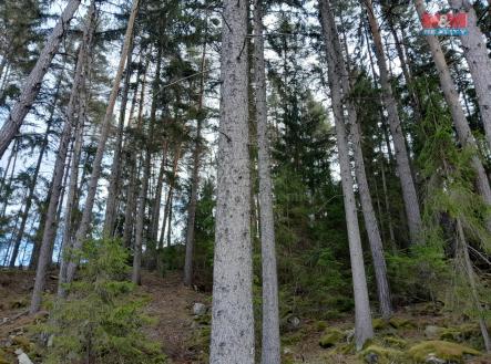 Prodej - pozemek, les, 5 083 m²