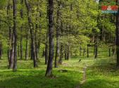 Prodej pozemku, les, 2 146 m²