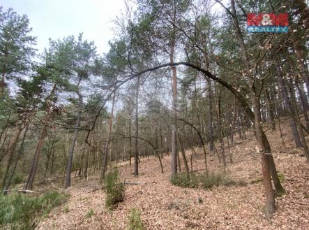 Prodej - pozemek, les, 2 768 m²