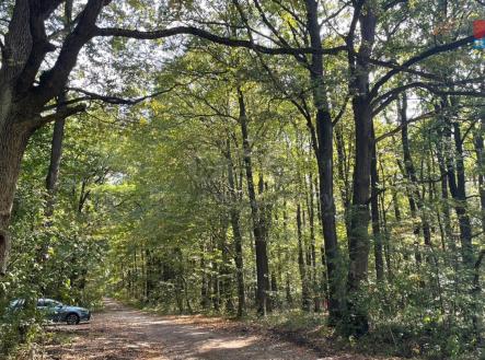 Prodej pozemku, les, 845 297 m²