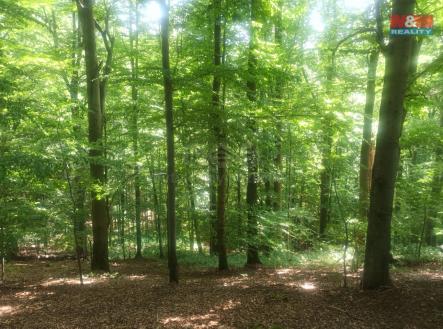 Prodej pozemku, les, 50 199 m²