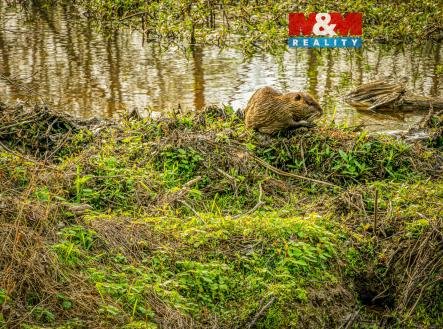 Prodej pozemku, ostatní, 2 605 m²