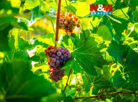 Prodej pozemku, zemědělská půda, 56 699 m²