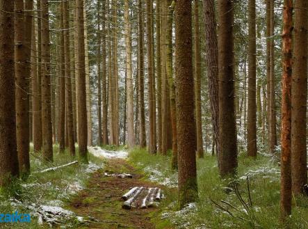 Prodej pozemku, les, 58 908 m²