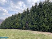 Prodej pozemku, les, 51 563 m²