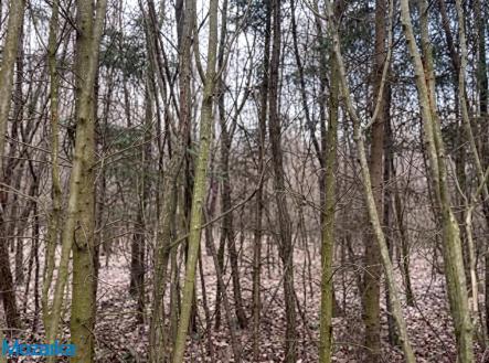 Prodej pozemku, les, 51 563 m²