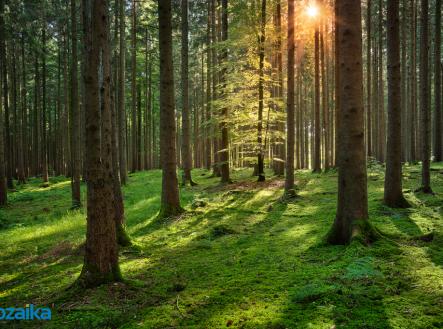 Prodej pozemku, les, 14 738 m²