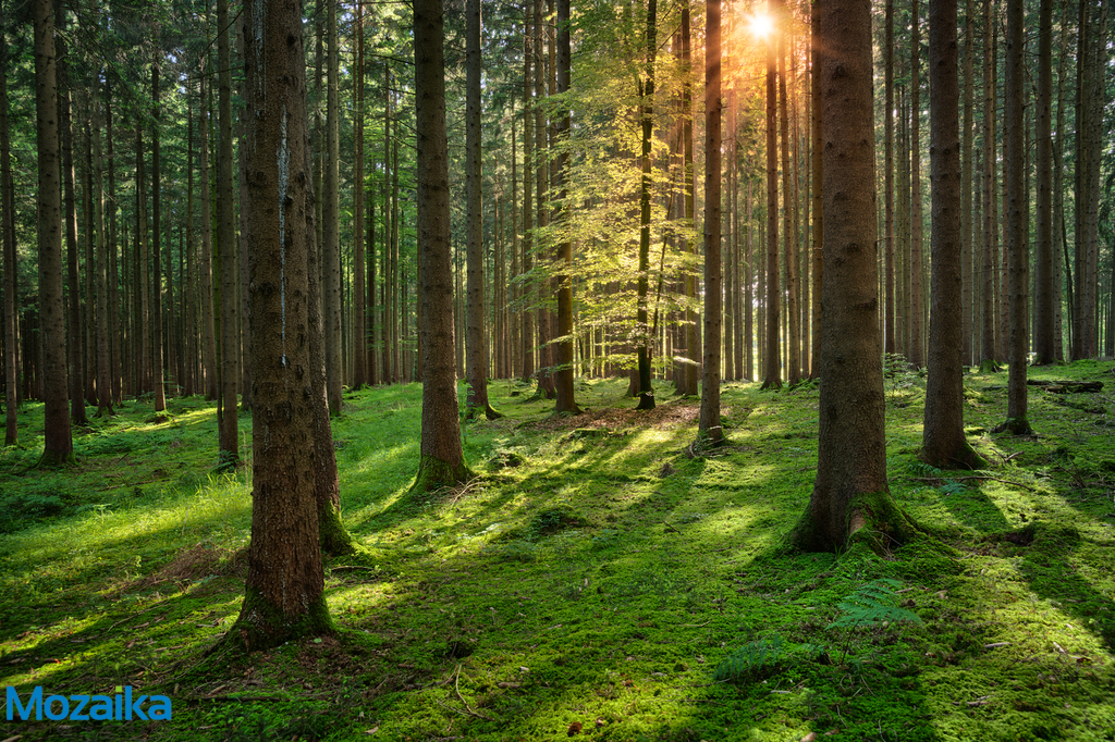 forest2-2.jpg