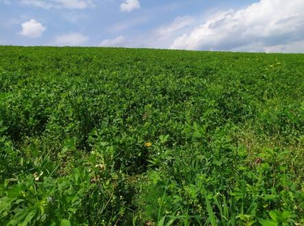 Prodej - pozemek, zemědělská půda, 4 701 m²