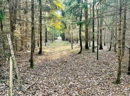 Prodej pozemku, les, 1 919 m²