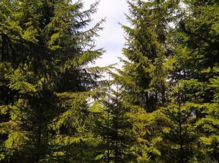 Prodej pozemku, les, 5 230 m²