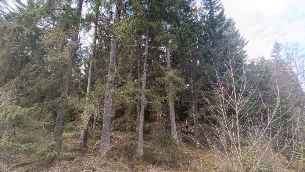 Prodej lesních pozemků o výměře 13783 m2 v k.ú. Srubec, okres České Budějovie