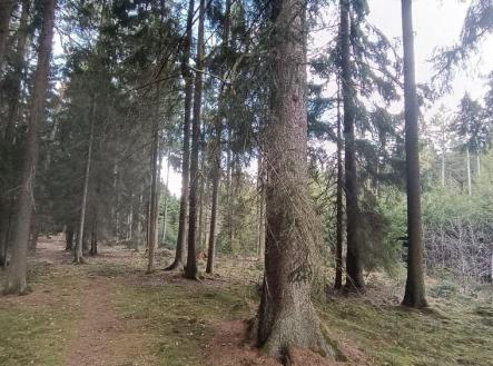 Prodej pozemku, les, 13 783 m²