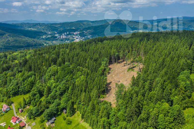 Prodej lesního pozemku 6 696 m&#178; - Šumburk nad Desnou | Klid, soukromí a investice do přírody