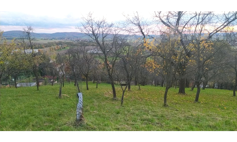 Prodej zahrady 3 492 m2 - Přílepy u Holešova-Vinohrádky