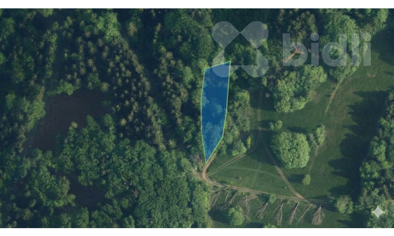 Lesní pozemek 1 237 m2 - Šumburk nad Desnou