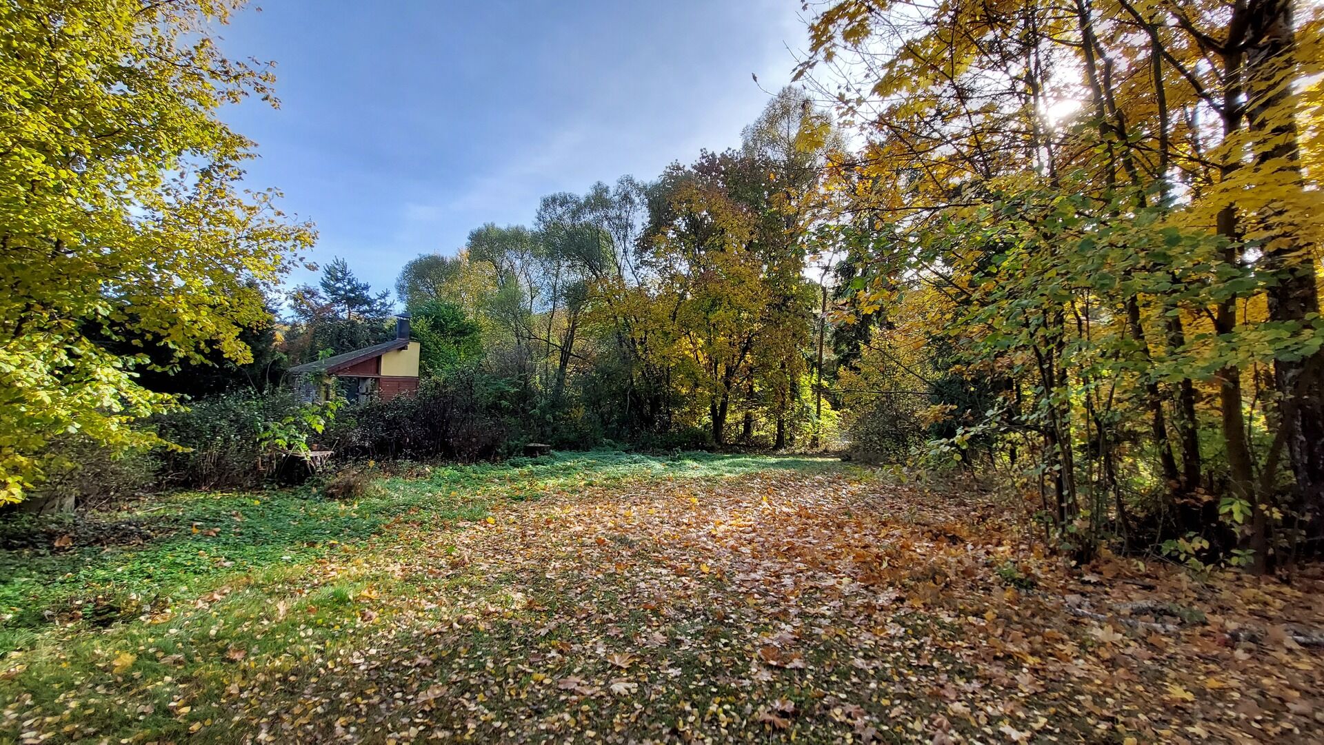 Podzim 2024 - foto před vykácením