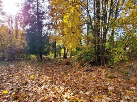 Podzim 2024 - foto před vykácením