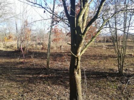 Prodej pozemku, zahrada, 470 m²