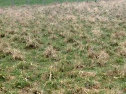 Prodej pozemku, trvalý travní porost, 3 371 m²