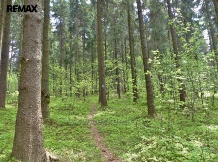 Prodej pozemku, les, 2 762 m²