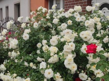 Prodej domu/vily, 173 m²