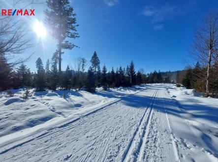 Orchid Casel de Paradise.