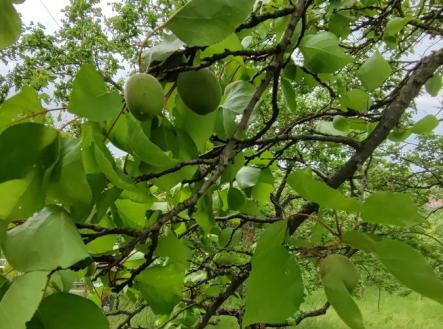 Prodej pozemku, zahrada, 1 279 m²