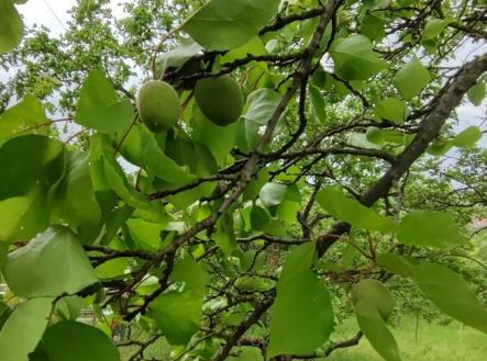 Prodej pozemku, zahrada, 1 279 m²