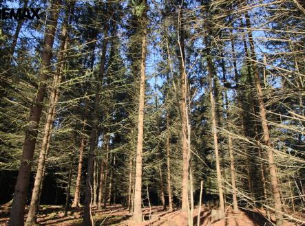 Prodej pozemku, les, 33 347 m²